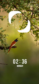 Nature Bird