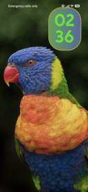 Colourful parrot