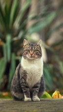 A Cat Sitting on Wood