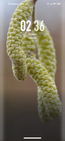 Hazel