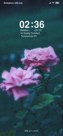 Pink Rose