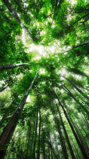 Spring forest