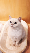 Young people no longer like internetfamous cats