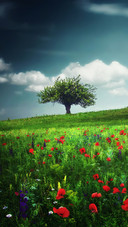 Green forest