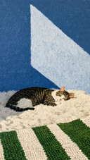 暖阳闲居，猫咪相伴