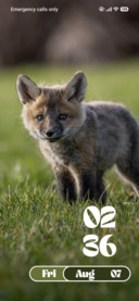 Baby Fox