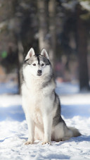 A Sled Dog Sitting on The Snow
