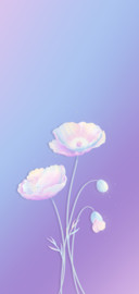 糖果花语