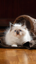 猫咪清洁大有讲究