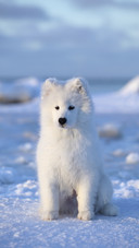 White Fluffy Dog in the Snow
