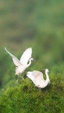 A Pair of Egrets in Courtship Season