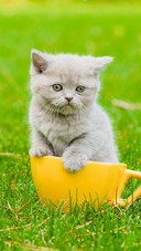Pet cat45