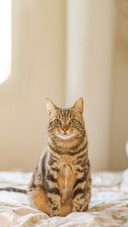 Beautiful Short Hair Cat Lying on the Bed at Home