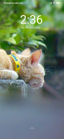 Cat Lover_DWM2