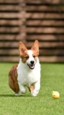 Dog (6)