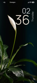 Ivory Blossom