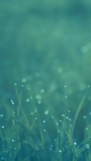 本色