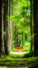 Botanical garden bench 2
