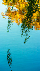 Willows hanging over the lake