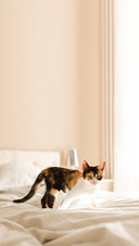 Kitten in bed