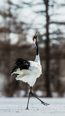 A Red Crowned Crane is Dancing