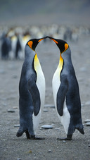 How animals show their love 51