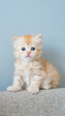 The gingercolored kitten on the sofa