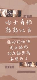 哈士奇犯憨憨吐舌