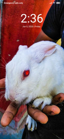 Rabit_DWM2