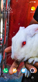 Rabit_DWM2