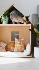 Two Cats in Wooden Cat House