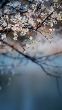 一枝梅花开一朵