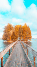 Forest bridge