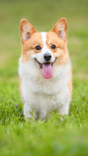 Dog434