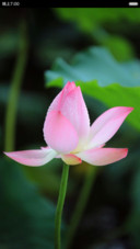 微山湖荷花（高清壁纸)