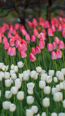 Tulips are in full bloom in taiziwan in march