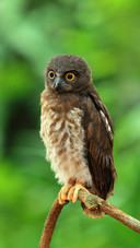 An Owl is Standing on A Branch