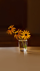 Three yellow flowers rudbeckia in a glass on the table
