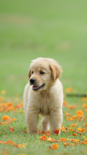 Puppy Dog Golden Retriever on the Park