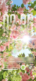 ins繁花下仰望春