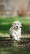 Dog (15)