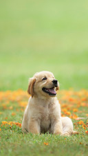 狗shutterstock_1085542811