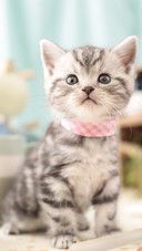 The little kitten indoors