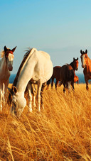 Beautiful horse