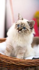 猫咪掉毛的解决之道