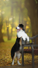 Australian Shepherd Dog Standing near the Bench