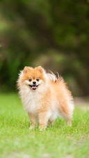 Pomeranian Adult Dog outside on Grass Field