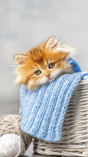 猫咪神气的小胡须