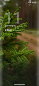 Cedar