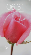 月季花开